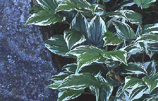 wp41842ed1_0f.jpg