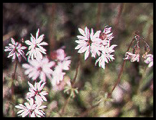 Lithophragma